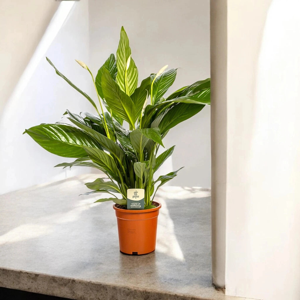 Gardenaria Spathiphyllum 'Sweet Lauretta' - Pianta da interno ornamentale Altezza: 90 cm (vaso 21)