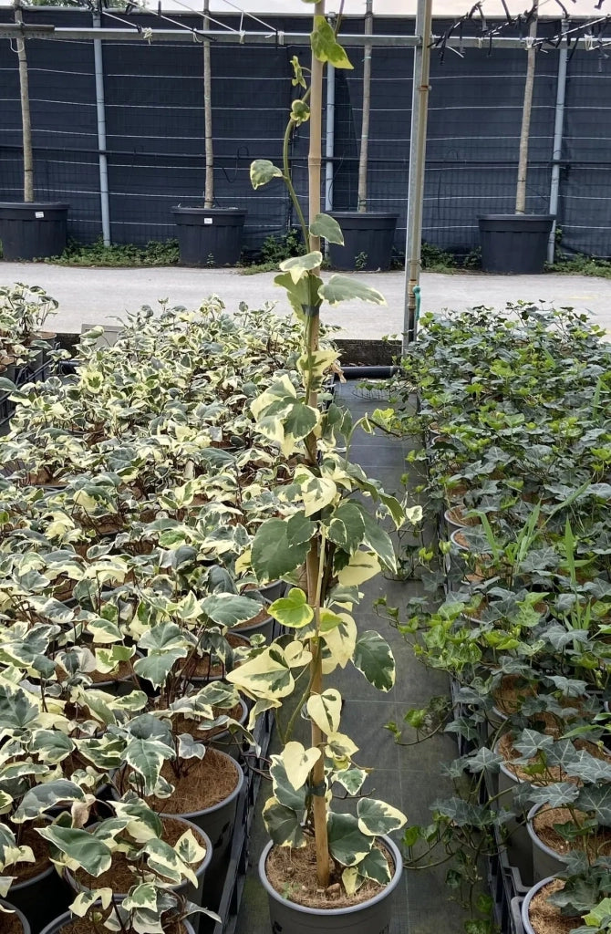 Gardenaria Edera - Hedera helix 'Gloire de Marengo' - Pianta rampicante ornamentale da esterno Altezza: 100/120cm (vaso 19)