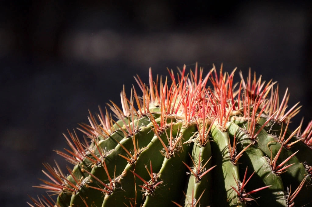 FEROCACTUS STAINESII (CACTUS BARILE) CIOTOLA DM 50 CM