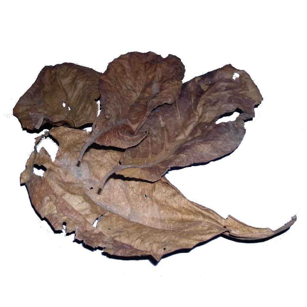 Amtra Pro Nature Catappa Leaves Confezione da 30 pezzi Utile per 2000 Litri