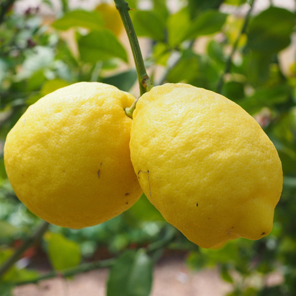 Gardenaria Limone Zagara Bianca - Citrus limon 'Zagara Bianca' - Pianta di agrume da frutto in vaso Altezza: 160 cm (vaso 35)