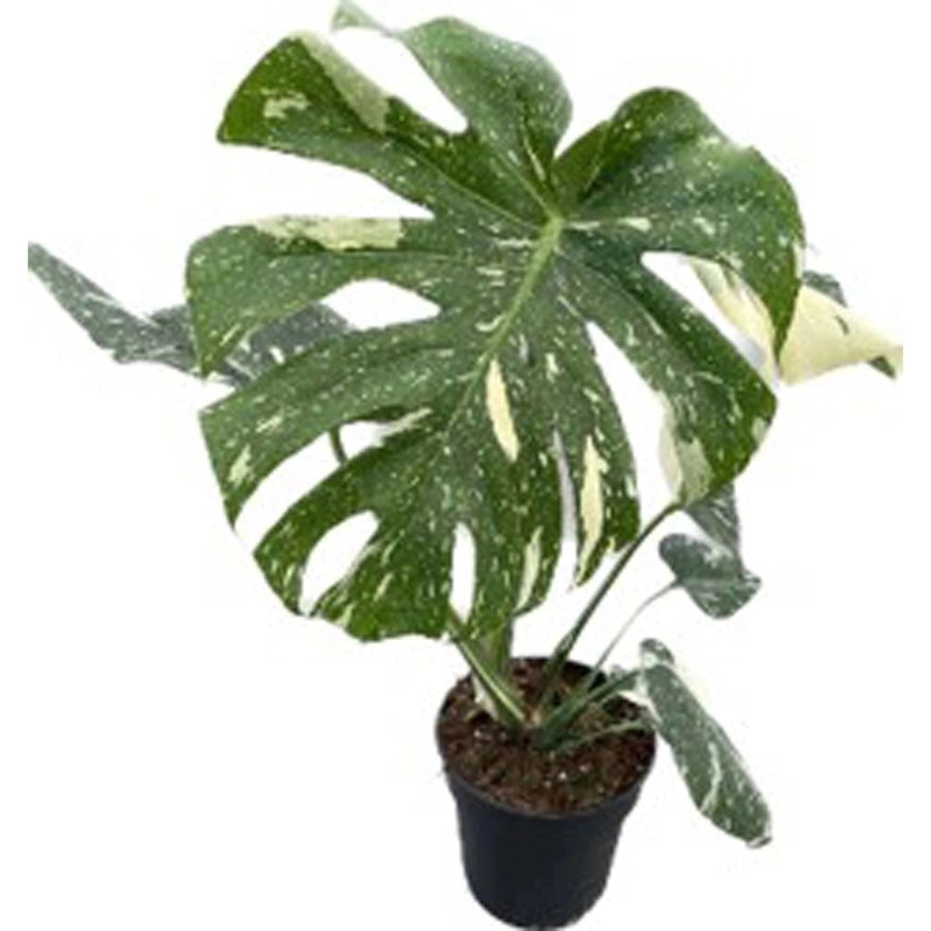 Monstera Thai Constellation vaso 17 cm – Pianta tropicale variegata rara