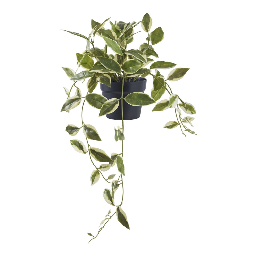Pianta Artificiale Hoya, Verde, Plastica PE, 25,5x25,5x33 cm