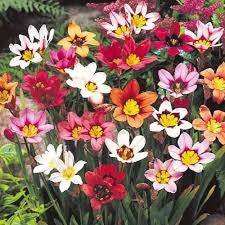 Bulbi di Sparaxis Assortito 4+ – Fiori vivaci e decorativi