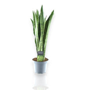 Gardenaria Sansevieria trifasciata 'Spearmint' - Pianta da interno ornamentale Altezza: 55 cm (vaso 14)