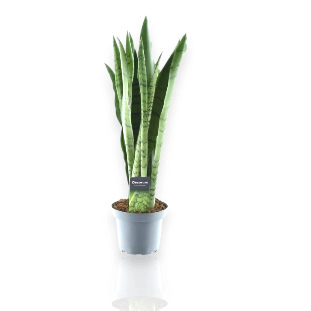 Gardenaria Sansevieria trifasciata 'Spearmint' - Pianta da interno ornamentale Altezza: 55 cm (vaso 14)