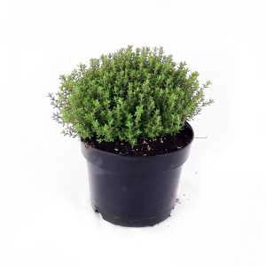 PIANTA DI TIMO VASO 14CM AROMATICA