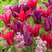 8 bulbi di TULIPANI PURPLE DOLL 11/12