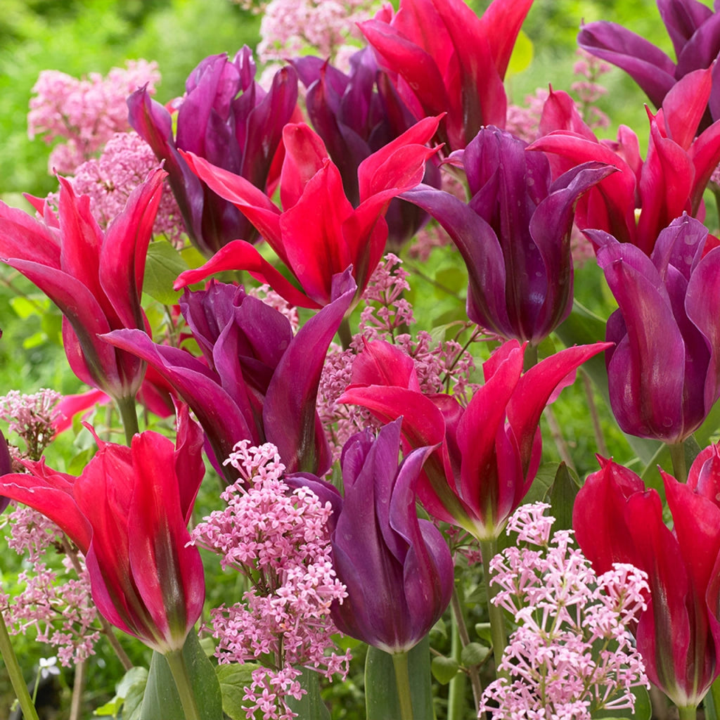 8 bulbi di TULIPANI PURPLE DOLL 11/12