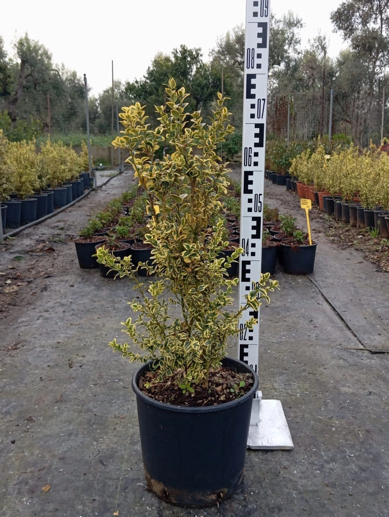 BUXUS SEMPERVIRENS (BOSSO COMUNE) VARIEGATO VASO 24