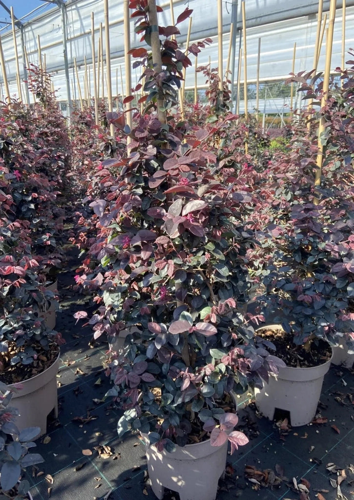 Gardenaria Loropetalum chinense 'Fede' - Arbusto ornamentale da giardino Altezza: 40/50 cm (vaso19)