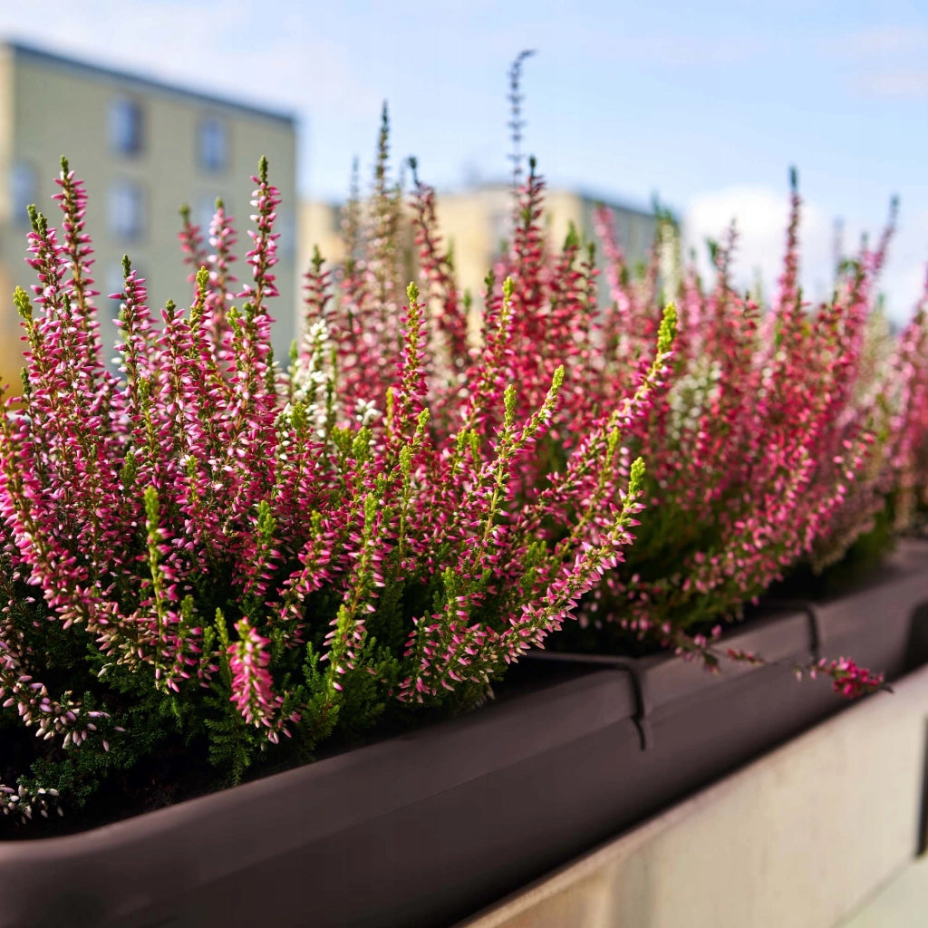 KADAX Fioriera da balcone 40 cm Vaso da fiori da balcone Marrone