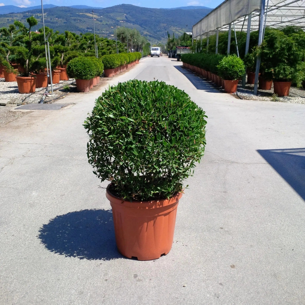 Gardenaria Phyllirea angustifolia - Arbusto ornamentale da giardino Altezza: 30/40 cm (vaso19)