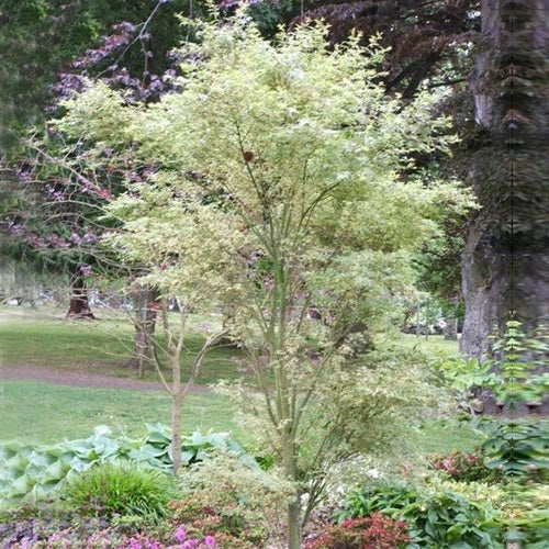 Acero giapponese, Acer “Butterfly” foto reale h 70cm