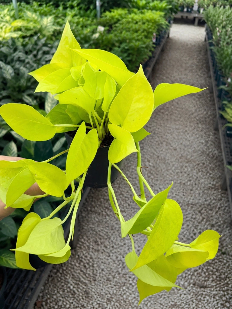 Gardenaria Epipremnum pinnatum 'Golden photos' - Pianta da interno ornamentale Altezza: 40 cm (vaso 15)