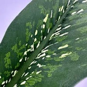 Dieffenbachia Crocodile vaso 17 cm – Pianta da interno foglia decorativa
