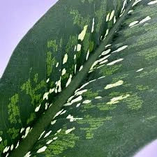 Dieffenbachia Crocodile vaso 17 cm – Pianta da interno foglia decorativa