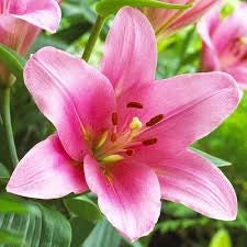 Bulbi di Lilium Asiatic Pink Rosa 14/16 – Fioritura elegante e vivace