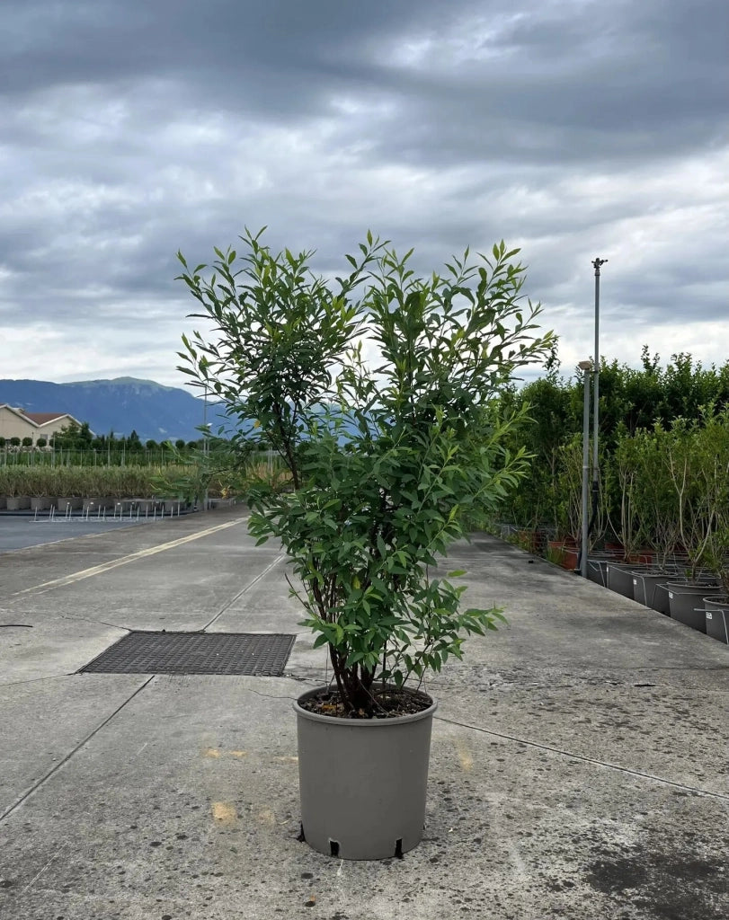 Gardenaria Spirea - Spiraea × vanhouttei - Arbusto ornamentale da giardino Altezza: 50/70 cm (vaso19)