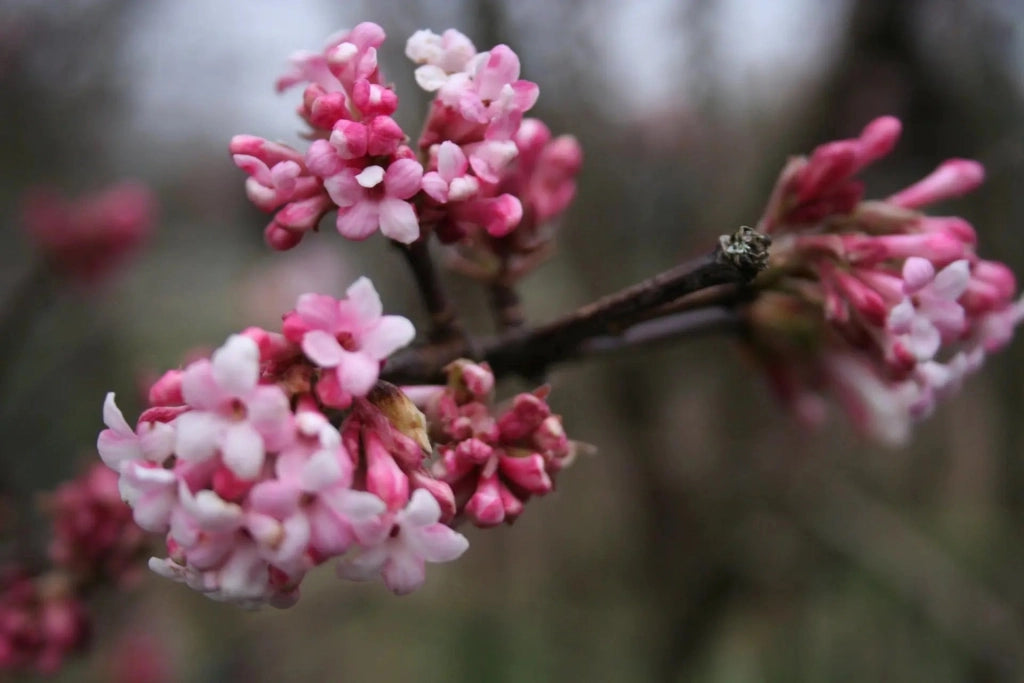 Gardenaria Viburno - Viburnum 'Bodnantense Dawn' - Arbusto ornamentale da giardino Altezza: 50/70 cm (vaso19)