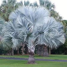 Bismarckia nobilis Silver H 180cm Palma tropicale foglia argento foto reale