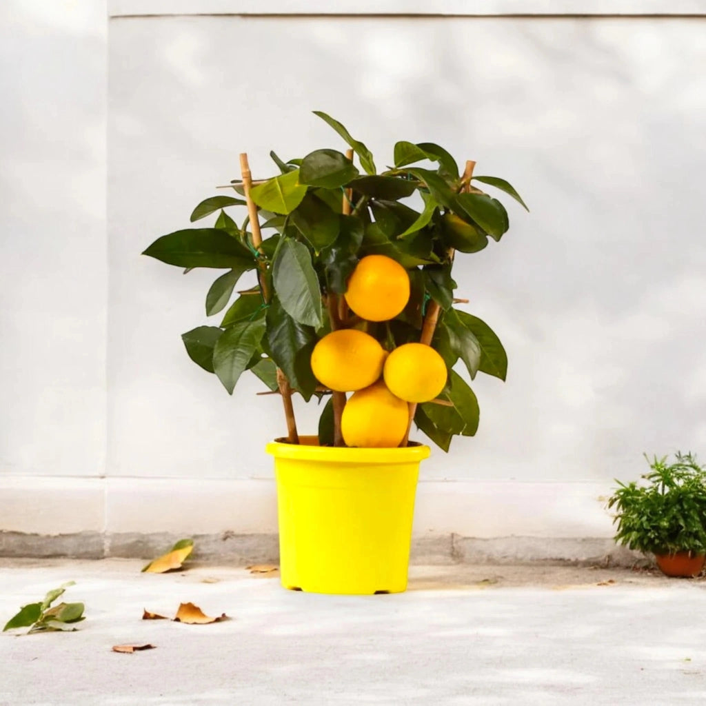 Gardenaria Limone Meyer - Citrus × meyeri - Pianta di agrume da frutto in vaso Altezza: 125/140 cm (vaso26)