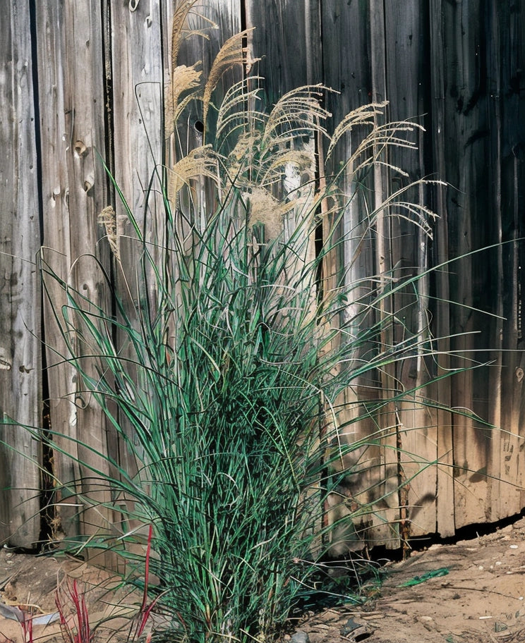 Gardenaria Miscanthus sinensis 'Graziella' - Graminacea ornamentale da esterno Altezza: 60 cm (vaso 17)