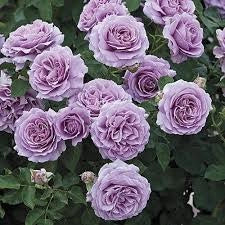 Rosa Barni Love Song cespuglio rifiorente profumato ornamentale