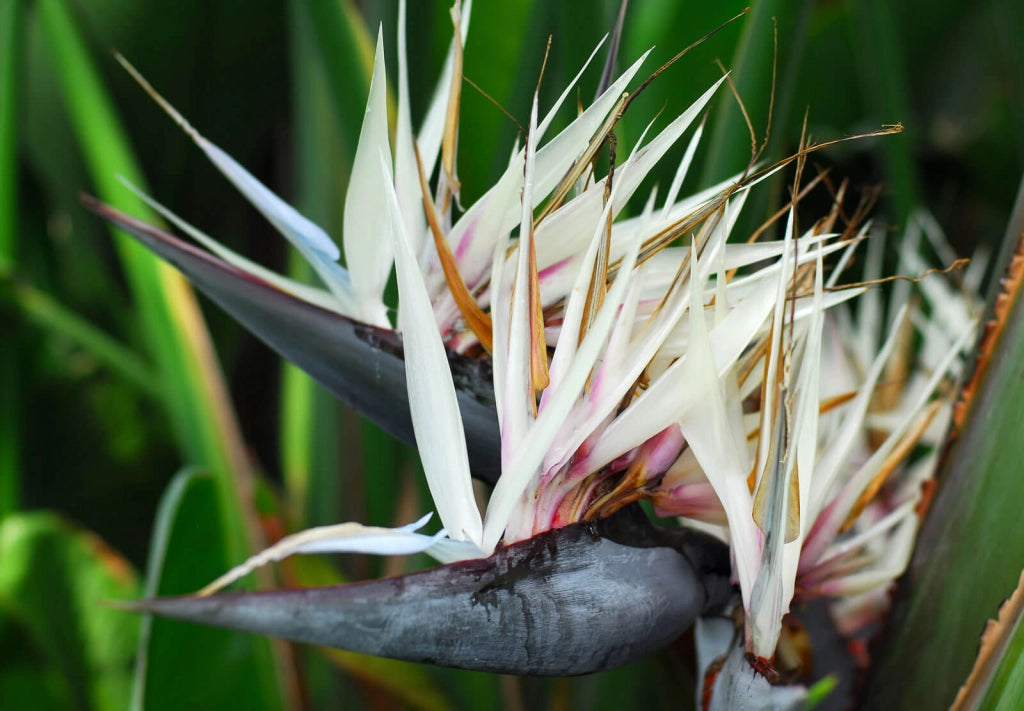 Sterlizia Nicolai Uccello del Paradiso gigante Strelitzia foto reali vaso 24cm