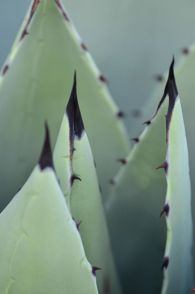 Agave Geminiflora Ciotola 40 cm Pianta Grassa Mediterranea Sempreverde