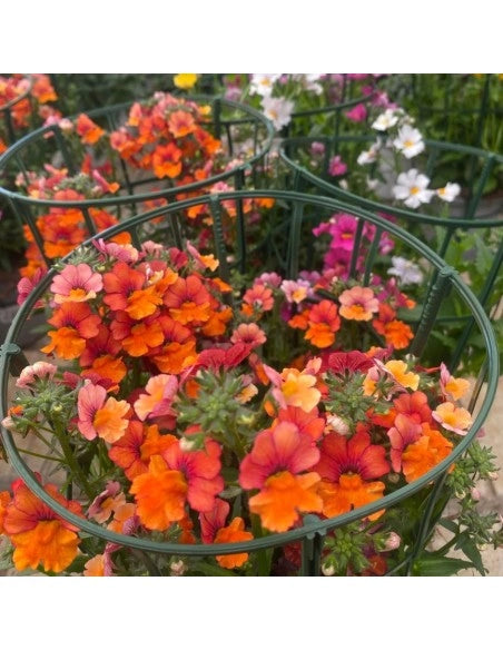 Nemesia Sunsatia Basket vaso 16 cm – Fioritura colorata e profumata
