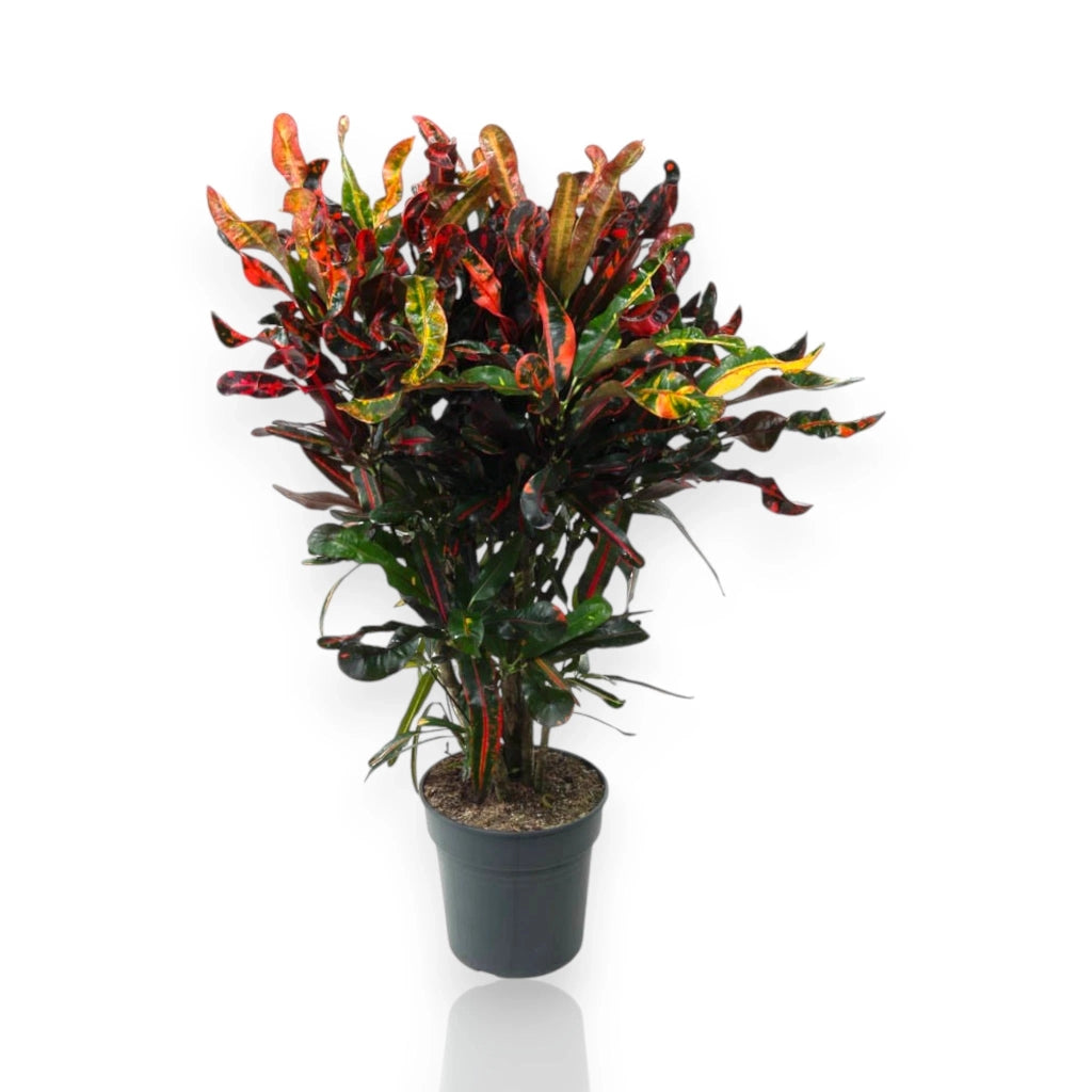 Gardenaria Codiaeum variegatum 'Mammi' - Pianta da interno ornamentale Altezza: 130 cm (vaso 27)