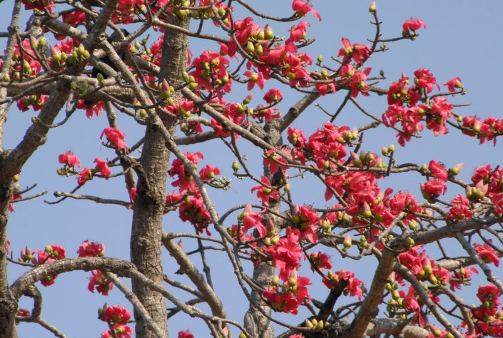 Pianta Ceiba Bombax, H70cm, foto reali