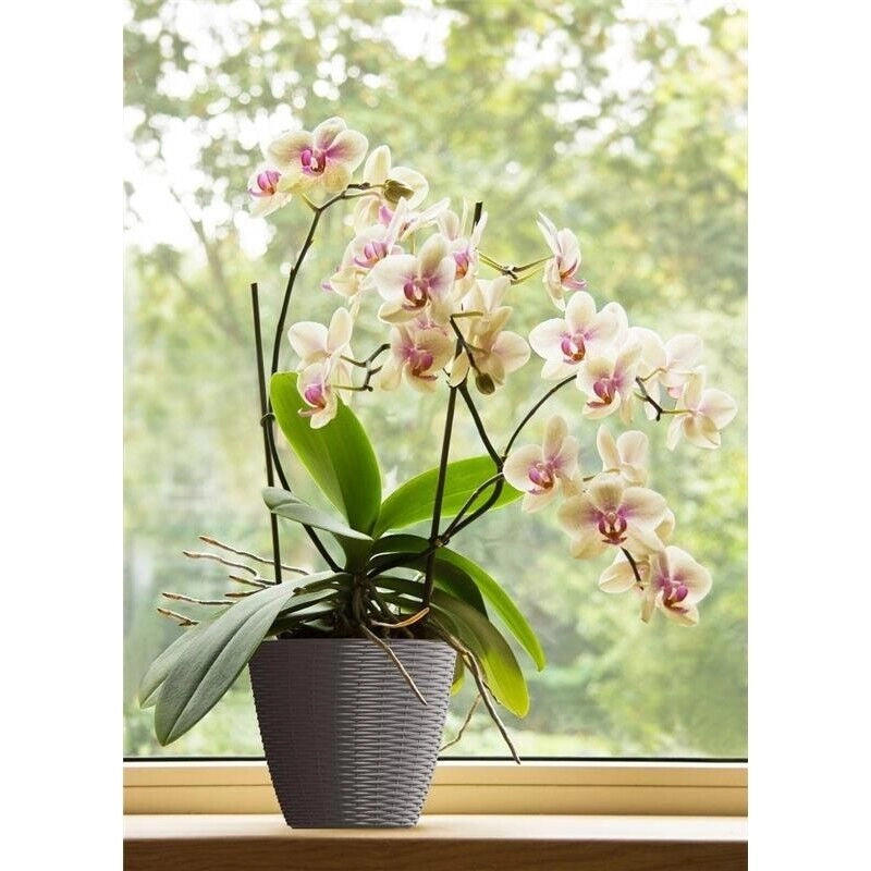 BAMA PORTAVASO PAGLIA 19 CM PANNA