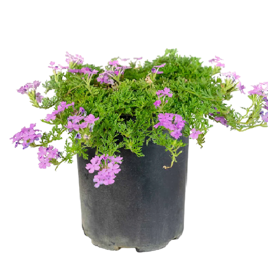 VERBENA STRISCIANTE ibrida CALPESTABILE fiore viola vaso 15 cm FOTO REALE