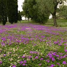 VERBENA STRISCIANTE ibrida CALPESTABILE fiore viola vaso 15 cm FOTO REALE