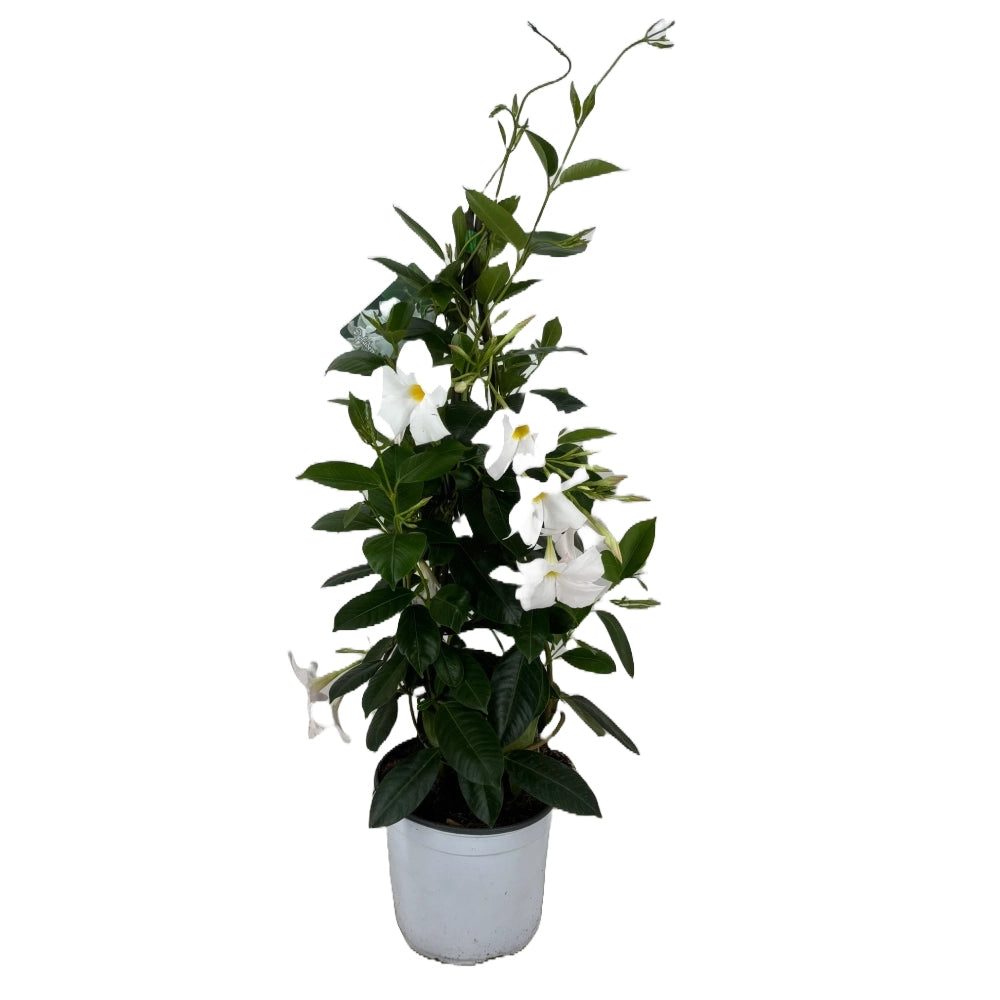 Dipladenia piramide fiore Bianco in vaso 19 cm AMDGarden