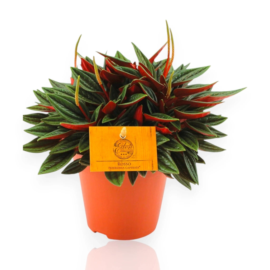 Gardenaria Peperomia caperata Rosso - Pianta da interno ornamentale Altezza: 20 cm (vaso 12)