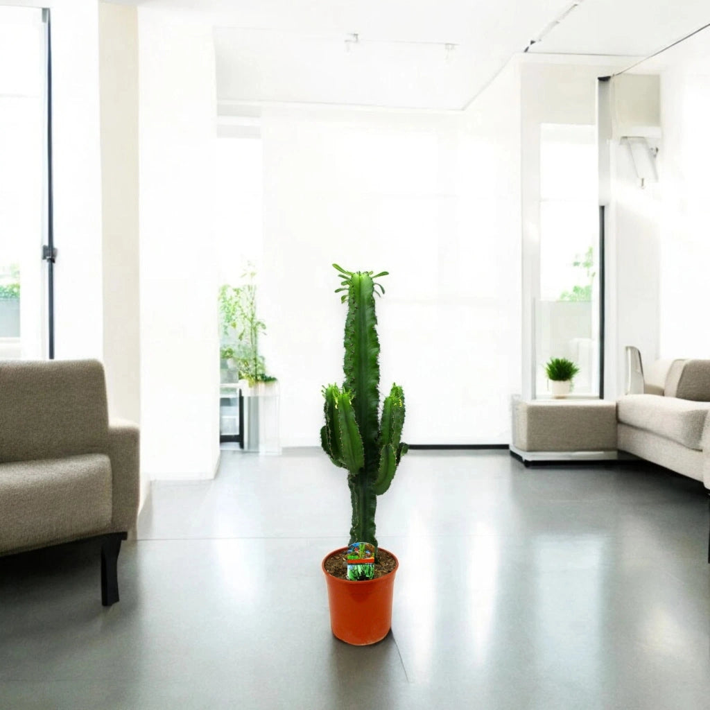 Gardenaria Euphorbia ingens - Pianta da interno ornamentale Altezza: 80 cm (vaso 17)