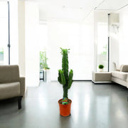 Gardenaria Euphorbia ingens - Pianta da interno ornamentale Altezza: 80 cm (vaso 17)