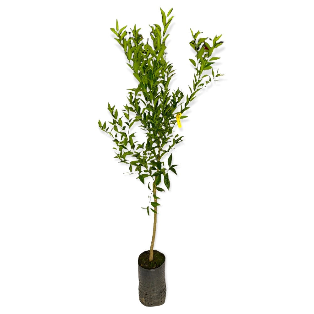PIANTA Albero di MANDARINO SATSUMA giapponese VERDE H130 FOTO REALE
