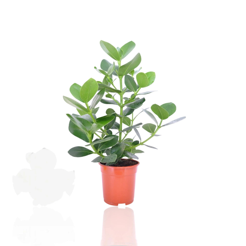 Gardenaria Clusia rosea 'Princess' - Pianta da interno ornamentale Altezza: 55 cm (vaso 17)