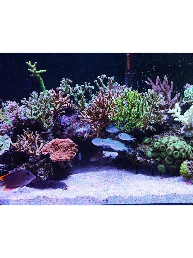 Maxspect Nano-Tech Bio Sand 5kg  - supporto biologico ad alta efficienza
