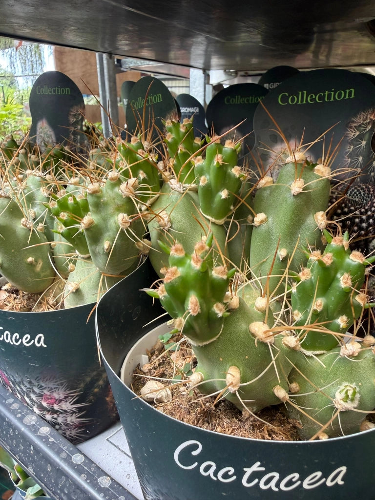 Tephrocactus alboareolatus vaso 14 cm – Cactus raro