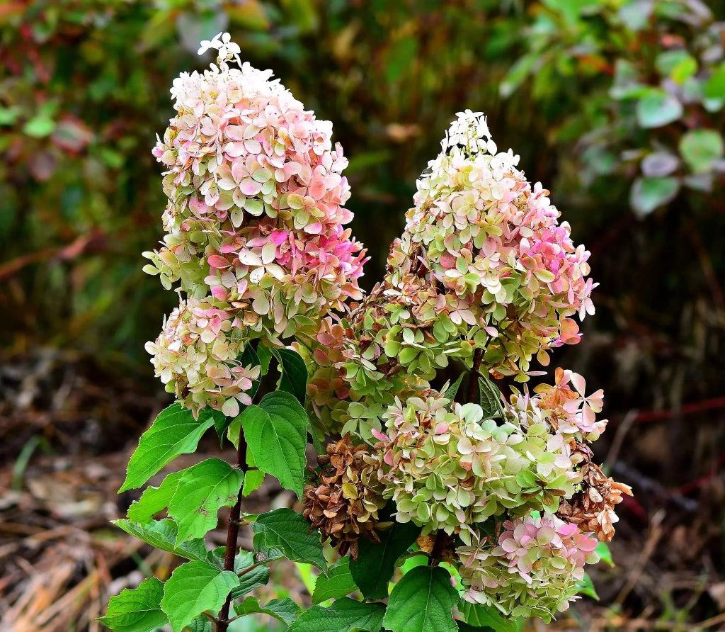 Gardenaria Ortensia - Hydrangea Paniculata 'Phantom' - Pianta acidofila ornamentale da esterno Altezza: 40/50 cm (vaso19)