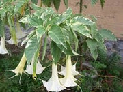 Pianta Brugmansia variegata, arborea, Datura arborea variegata, TROMBONE DELL'ANGELO foto reali
