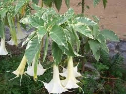 Pianta Brugmansia variegata, arborea, Datura arborea variegata, TROMBONE DELL'ANGELO foto reali