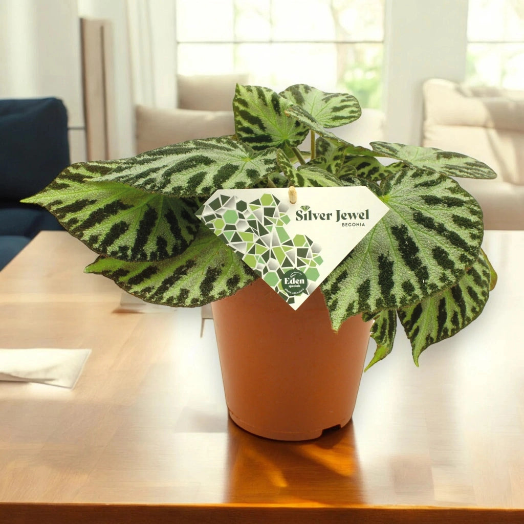 Gardenaria Begonia 'Silver Jewel' - Pianta da interno ornamentale Altezza: 30 cm (vaso 15)