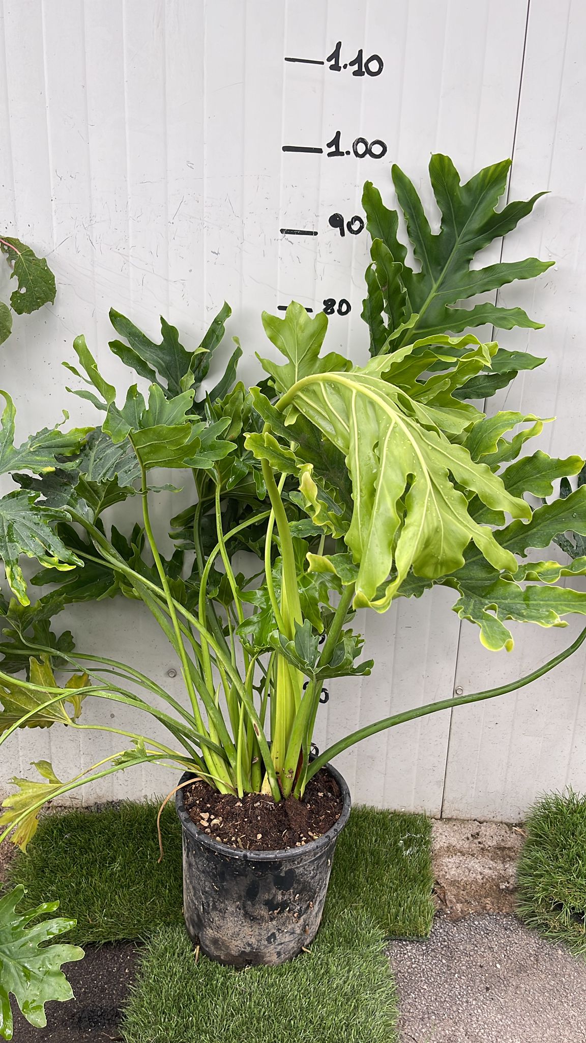 Philodendron Selloum filodendro PIANTA DELLA SPERANZA foto reali Vaso 24cm