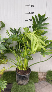 Philodendron Selloum filodendro PIANTA DELLA SPERANZA foto reali Vaso 24cm